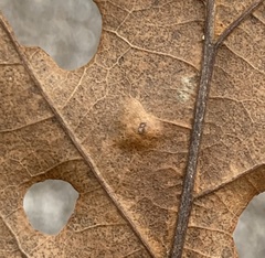 Polystepha pustuloides