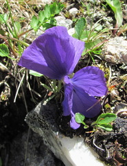 Viola oreades