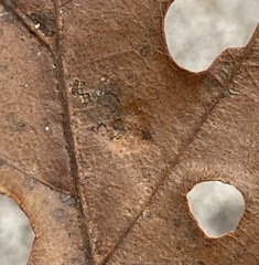 Polystepha pustuloides