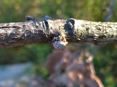 Andricus truncicolus