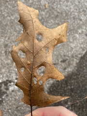 Polystepha pustuloides