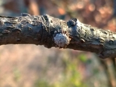 Andricus truncicolus