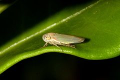 Bucephalogonia xanthophis