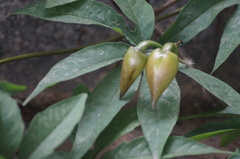 Distimake dissectus edentatus