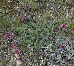 Astragalus suprapilosus
