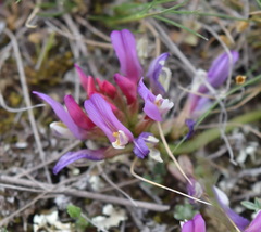Astragalus suprapilosus