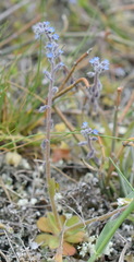 Myosotis refracta