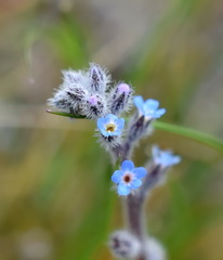 Myosotis refracta