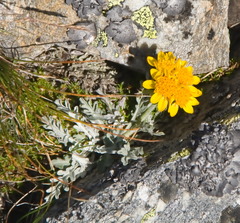 Jacobaea insubrica