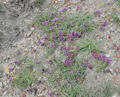 Astragalus suprapilosus