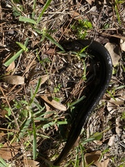 Siren lacertina
