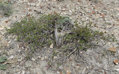 Atraphaxis replicata
