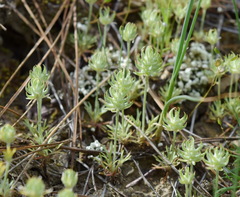 Ceratocephala falcata