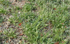 Neotorularia torulosa