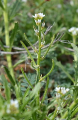 Neotorularia torulosa