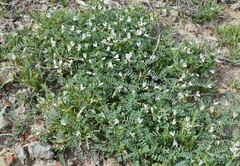 Astragalus guttatus