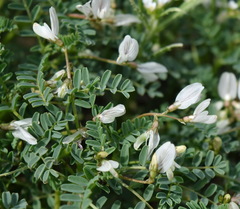 Astragalus guttatus