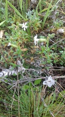 Silene nicaeensis