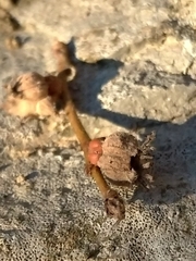 Andricus galeatus