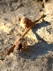Andricus galeatus