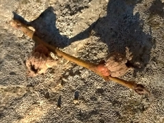 Andricus galeatus