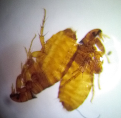 Pulicidae