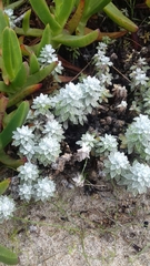 Achillea maritima maritima
