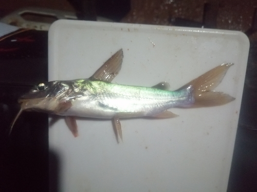 Donkere claroteid-meerval (Chrysichthys maurus) — Claroteidae — 4