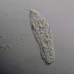 Gastrotricha