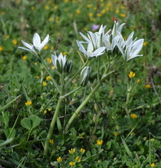 Ornithogalum navaschinii