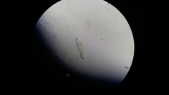 Gastrotricha