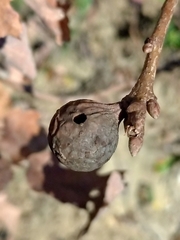 Andricus infectorius