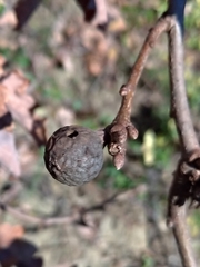 Andricus infectorius