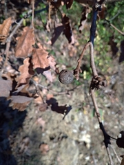 Andricus infectorius