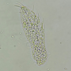 Gastrotricha