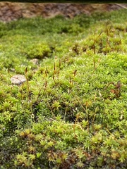 Syntrichia