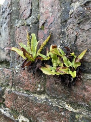 Asplenium scolopendrium