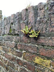 Asplenium scolopendrium