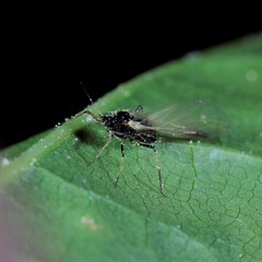 Periphyllus testudinaceus