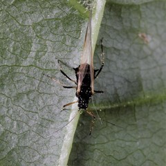 Periphyllus testudinaceus