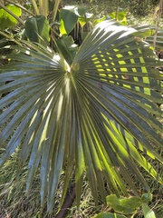 Pritchardia minor