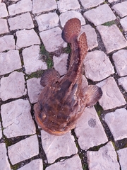 Halobatrachus didactylus