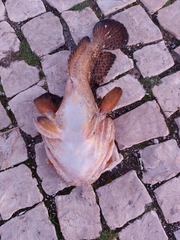 Halobatrachus didactylus