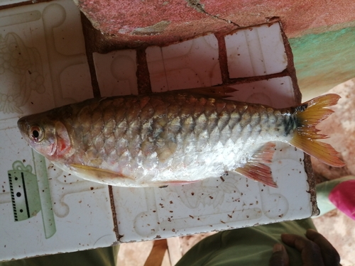 True big-scale tetra