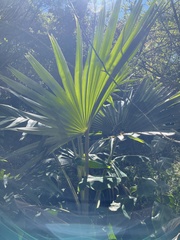 Pritchardia minor