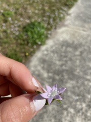 Richardia grandiflora