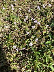 Richardia grandiflora