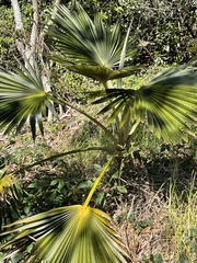 Pritchardia minor