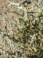 Zilla spinosa