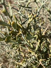 Zilla spinosa